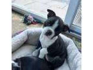 Boston Terrier Puppy for sale in Stroudsburg, PA, USA