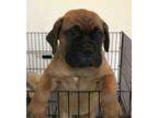Bullmastiff Puppy for sale in Laurens, SC, USA