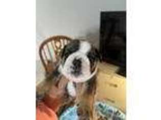 Bulldog Puppy for sale in Mansfield, GA, USA