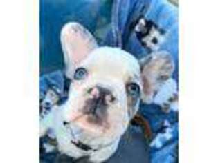 French Bulldog Puppy for sale in Whitmire, SC, USA