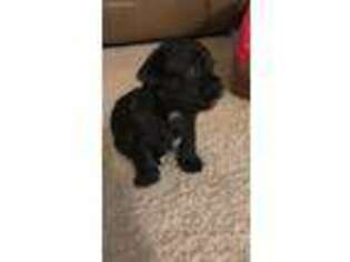 Shorkie Tzu Puppy for sale in Temple Hills, MD, USA