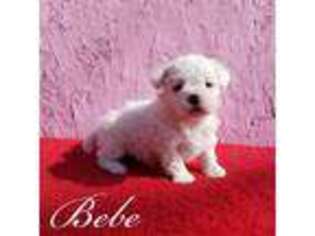 Bichon Frise Puppy for sale in Darien, IL, USA