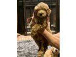 Goldendoodle Puppy for sale in Kingston, OK, USA