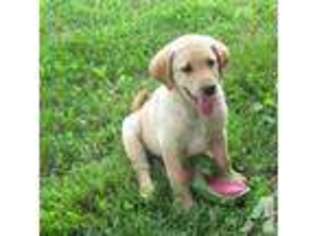 Labrador Retriever Puppy for sale in SAINT LOUIS, MO, USA