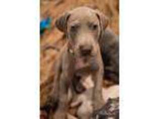 Great Dane Puppy for sale in Kewaskum, WI, USA