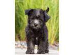 West Highland White Terrier Puppy for sale in Youngstown, OH, USA