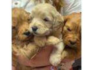 Goldendoodle Puppy for sale in Holland, MI, USA
