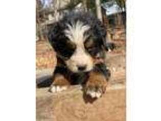 Bernese Mountain Dog Puppy for sale in Lake Lure, NC, USA