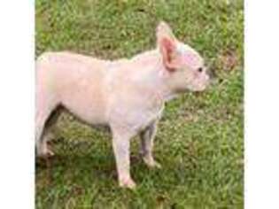 French Bulldog Puppy for sale in Auburn, AL, USA