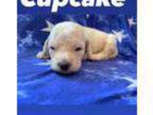 Labradoodle Puppy for sale in Social Circle, GA, USA