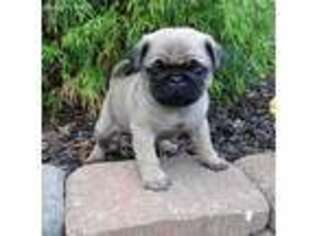 Pug Puppy for sale in Asheboro, NC, USA