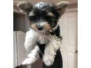 Yorkshire Terrier Puppy for sale in Gaithersburg, MD, USA