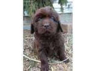 Newfoundland Puppy for sale in Hastings, NE, USA