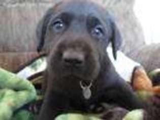 Labrador Retriever Puppy for sale in Royse City, TX, USA