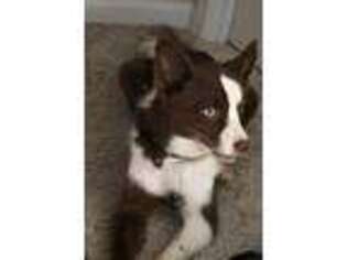 Mutt Puppy for sale in Locust Grove, VA, USA