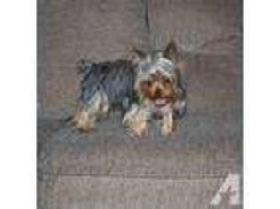 Yorkshire Terrier Puppy for sale in THAYER, KS, USA