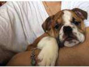 Bulldog Puppy for sale in Brooklyn, NY, USA