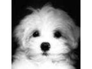 Maltese Puppy for sale in Saint Louis, MO, USA