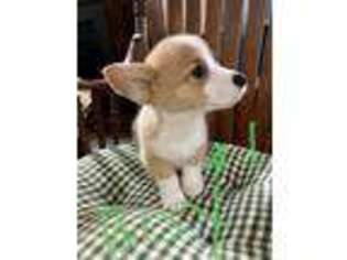 Pembroke Welsh Corgi Puppy for sale in Defiance, OH, USA