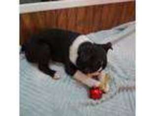 Boston Terrier Puppy for sale in Atwood, IL, USA