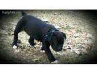 American Bulldog Puppy for sale in Sumner, MI, USA
