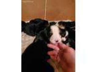 Bernese Mountain Dog Puppy for sale in Eagleville, TN, USA