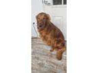 Golden Retriever Puppy for sale in Griggsville, IL, USA