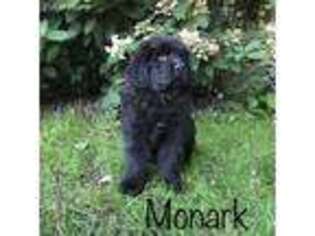 Newfoundland Puppy for sale in Wisconsin Rapids, WI, USA