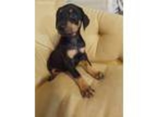 Doberman Pinscher Puppy for sale in Five Points, AL, USA