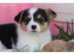 Pembroke Welsh Corgi Puppy for sale in Longmont, CO, USA