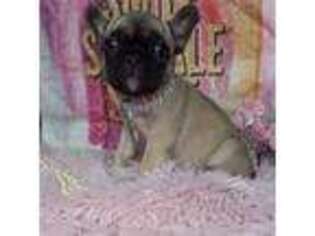 French Bulldog Puppy for sale in Black River, NY, USA