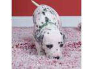 Dalmatian Puppy for sale in Merced, CA, USA