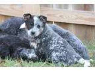 Australian Cattle Dog Puppy for sale in Gray, TN, USA