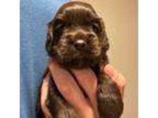 Cavapoo Puppy for sale in Columbia, TN, USA