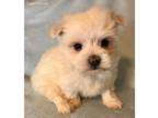 Maltese Puppy for sale in Sharon, KS, USA