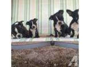Boston Terrier Puppy for sale in SCOTTSDALE, AZ, USA