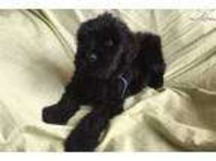 Black Russian Terrier Puppy for sale in Harrisburg, PA, USA