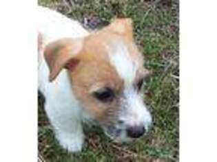 Jack Russell Terrier Puppy for sale in Bark River, MI, USA