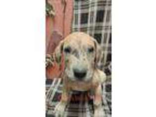 Great Dane Puppy for sale in Buffalo, MO, USA