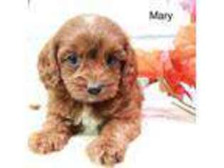 Cavapoo Puppy for sale in Carthage, MO, USA