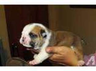 Bulldog Puppy for sale in WESTOVER, PA, USA
