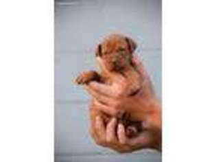 Vizsla Puppy for sale in Rock, WV, USA