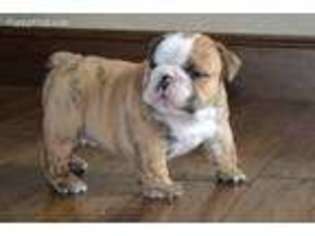 Bulldog Puppy for sale in Sterling, OK, USA