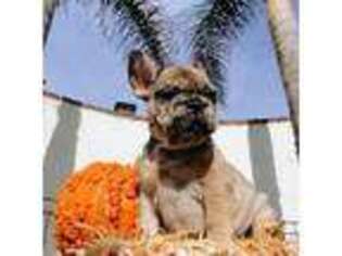 French Bulldog Puppy for sale in Discovery Bay, CA, USA