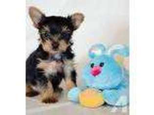 Yorkshire Terrier Puppy for sale in TRANSFER, PA, USA