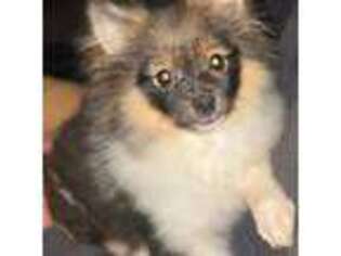 Pomeranian Puppy for sale in Roseburg, OR, USA