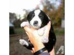 Miniature Australian Shepherd Puppy for sale in MOUNT AIRY, MD, USA