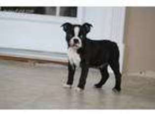 Boston Terrier Puppy for sale in Brandt, SD, USA