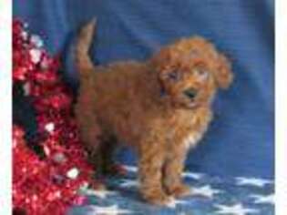 Cavapoo Puppy for sale in Gap, PA, USA