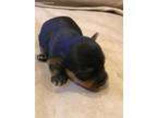 Yorkshire Terrier Puppy for sale in Grosse Ile, MI, USA